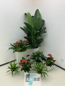 安徽办公室花卉绿植租摆简约组合